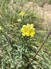 Lithospermum cobrense