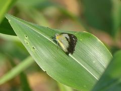 Belenois creona creona