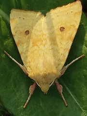 Xanthia icteritia