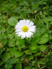 Bellis perennis