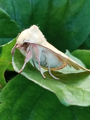 Xanthia icteritia