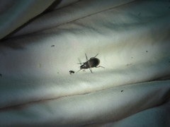 Chlaenius tomentosus