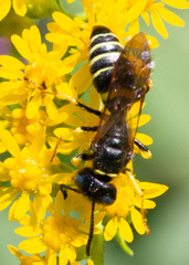 Philanthus solivagus