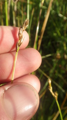 Carex leporina