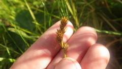 Carex leporina