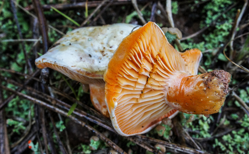 Salmon milkcap