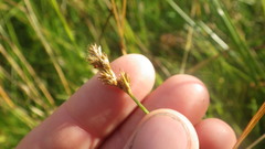 Carex leporina