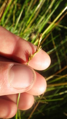 Carex leporina