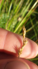 Carex leporina