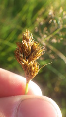 Carex leporina