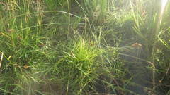 Carex leporina