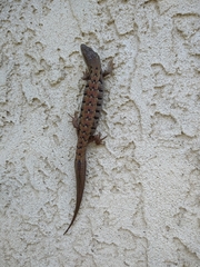 Elgaria multicarinata