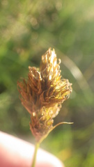 Carex leporina