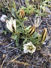 Gentiana newberryi tiogana