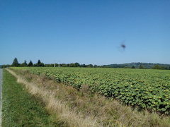 Helianthus annuus