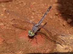 Diplacodes trivialis