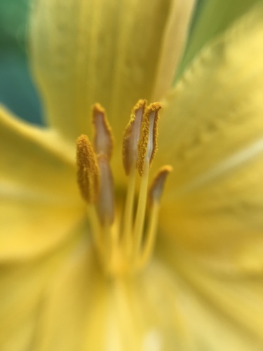 Hemerocallis lilioasphodelus iNat (1)