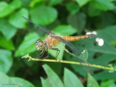 Brachydiplax chalybea