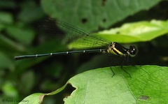 Onychargia atrocyana