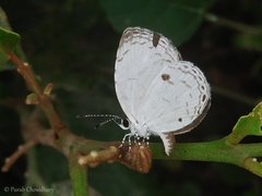 Neopithecops zalmora