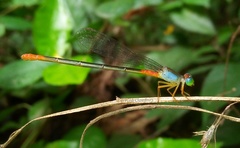Ceriagrion cerinorubellum