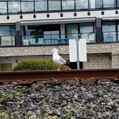 Larus delawarensis