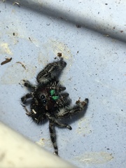 Phidippus audax