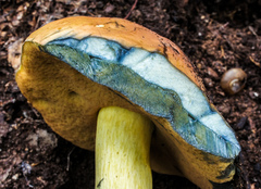 Neoboletus pseudosulphureus