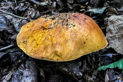 Neoboletus pseudosulphureus