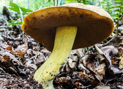 Neoboletus pseudosulphureus