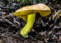Neoboletus pseudosulphureus