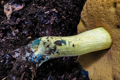 Neoboletus pseudosulphureus