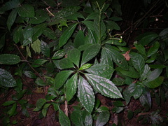 Impatiens apalophylla