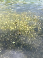 Potamogeton illinoensis