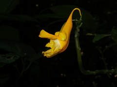Impatiens apalophylla