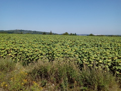 Helianthus annuus