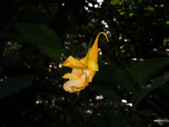 Impatiens apalophylla