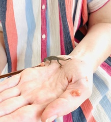 Sceloporus occidentalis