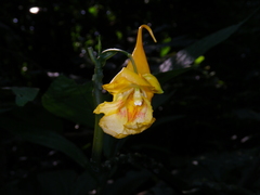 Impatiens apalophylla