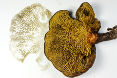 Boletinellus merulioides image