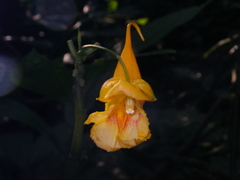 Impatiens apalophylla