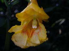 Impatiens apalophylla