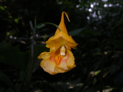 Impatiens apalophylla