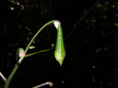 Impatiens apalophylla