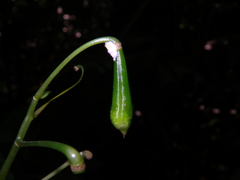Impatiens apalophylla