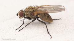 Diptera