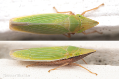 Draeculacephala navicula