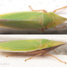Draeculacephala navicula - Photo (c) Thomas Shahan, algunos derechos reservados (CC BY-NC), subido por Thomas Shahan