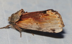 Oedemasia concinna
