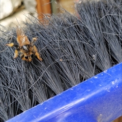 Pogonosoma maroccanum